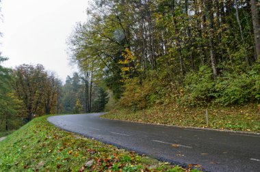 Görüntü, her iki tarafında ağaçlar olan bir ormanlık alanda dolambaçlı bir yol gösteriyor. Yol ıslak, yakın zamanda yağmur yağdığını gösteriyor ve manzara da yere saçılmış sonbahar yapraklarıyla sakin..