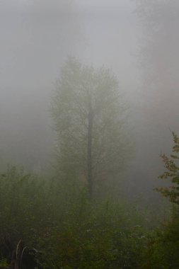 Fotoğrafta sisli bir ormanda bir ağaç var.