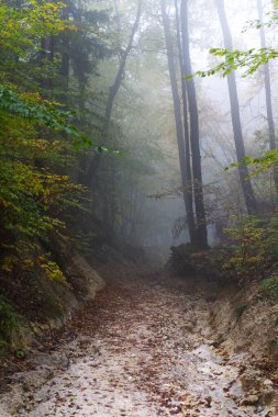 The image shows a misty forest path surrounded by dense trees and foliage clipart