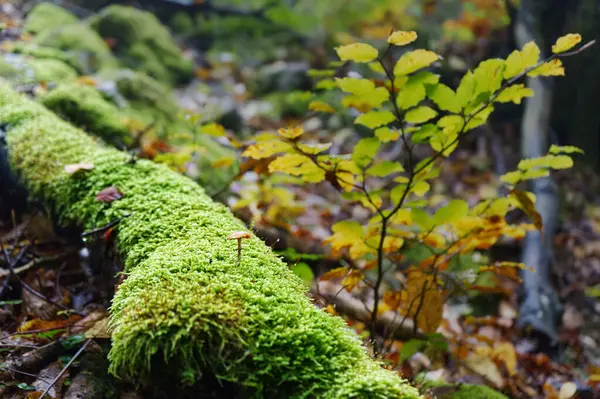 Görüntü, canlı yeşil yosunlarla kaplı düşmüş bir orman zeminini gösteriyor. Yosunlu kütüğün üzerinde küçük bir mantar büyüyor ve arka planda sarı ve yeşil yapraklar var.