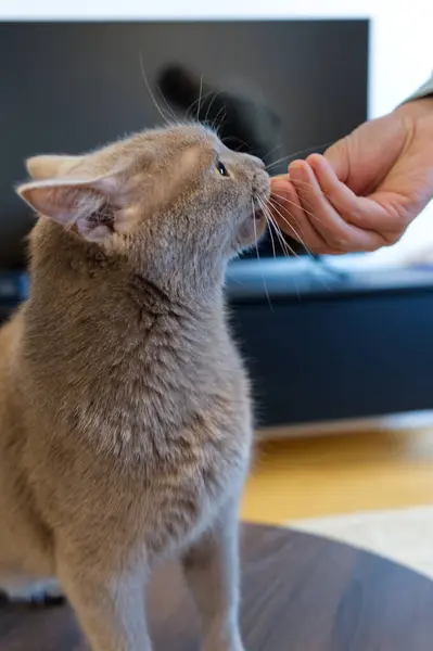 Gri bir kedi bir kişinin eliyle besleniyor. Kedi, kişinin parmaklarını kokluyor ya da yalıyor. Bu da evcil hayvanla sahibinin arasındaki bir etkileşimi ve güveni gösteriyor.