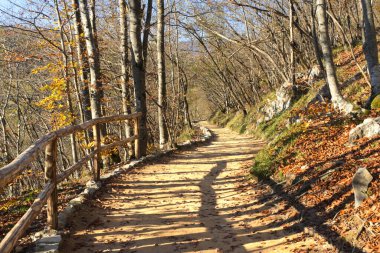 Plitvice Park is a beautiful natural wonder featuring pristine lakes, cascading waterfalls, lush greenery, and winding wooden walkways that offer serene and picturesque views in every season. clipart