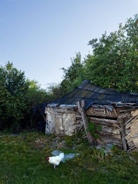 A dilapidated wooden shack with a corrugated metal roof stands in a grassy area, surrounded by dense green trees. In the foreground, a white rooster with a red comb. clipart