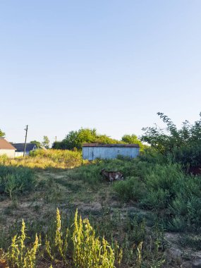 A goat grazes peacefully in an overgrown field, with a small, weathered building in the background. clipart