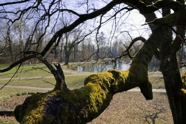 Huzurlu bir park sahnesi ön planda yosun kaplı bir ağaç dalı, arka planda huzurlu bir gölet ve yemyeşil, sakin bir doğal ortam yaratıyor..