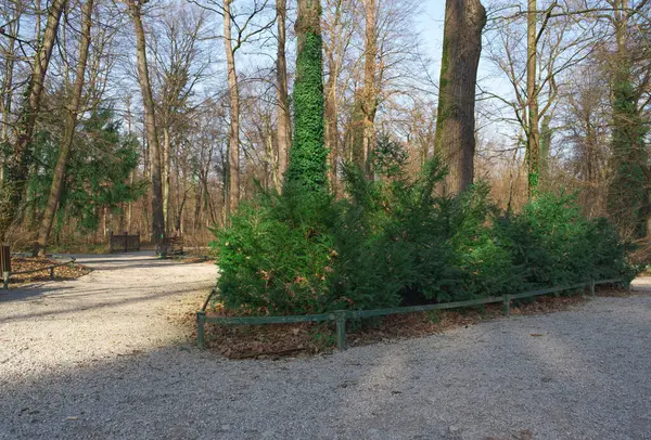 Yeşil çalılar ve uzun ağaçlarla çevrili, yaprakların arasından süzülen güneş ışığıyla yıkanmış sakin ve doğal bir atmosfer yaratan sakin bir orman yolu..