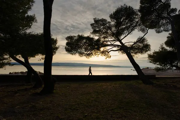 Gün batımında deniz kenarında yürüyen, siluetli ağaçlar tarafından parlayan bir gökyüzüne karşı çerçevelenmiş yalnız bir figür. Huzurlu sahne bir huzur ve yalnızlık anı yakalar..