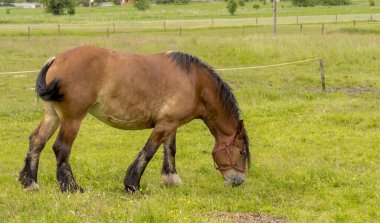 Çayır otlağında otlayan bir asker atı. Taze bahar otlarını zevkle yiyen ağır yapılı bir taslak hayvan.. 