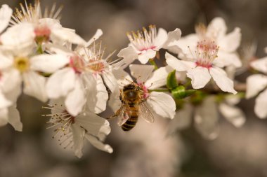 Çiçekteki arı. Erik çiçeğindeki nektarla beslenen bir arı. Çiçek açan bir meyve ağacının zirvesinde polen ve nektar toplamakla meşgul bir arı. . 