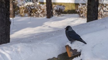  A black jackdaw (Corvus monedula) sits on a white snow-covered railing (backrest) of a bench.A black bird in a white, snow-covered urban space. The city in a snow-covered 