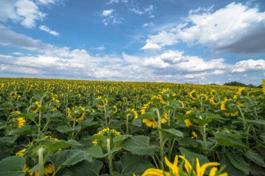  Polonya Ostrowiec Swietokrzyski 1 Aralık 2023 saat 12: 54. Kışın inşaat alanında sarı JCB kazıcı. Karların altındaki bir inşaat sahasında kozalaklı ağaçların arka planına karşı büyük tekerlekli bir kazıcı. . 