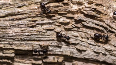 Black ants of the species - stump edifice (Camponotus vagus), on a dry stump. Forest ants walking on a fallen, dry trunk (as their species name indicates) - industrious insects are in their element. 