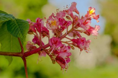 Beautifully blooming chestnut flowers (Castanea Sativa).A beautifully flowering tree that produces fruit (nuts) that taste good when baked .