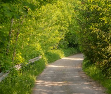 Baharda yeşil orman yolu. Güneşli bir ilkbahar öğleden sonrasında, ilkbahar ormanlarının arasındaki toprak yolda bir viraj. Bereketli mayıs ayında güzel doğa arasında pitoresk bir yol. Ostrowiec yakınlarındaki tepelerde yeşil sık ormanlar . 