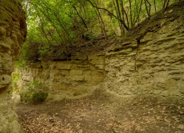 Ormanın güzel manzarası. Sis dolu bir günde, ilkbaharın ortasında kayalık bir vadi. Beyaz kayalıklarda yoğun bir şekilde ağaçlarla kaplı yeşil yapraklarla kaplı küçük bir kanyon..