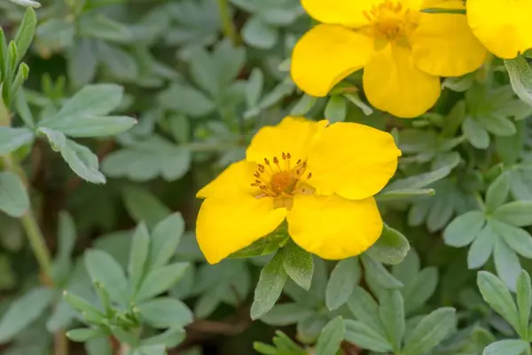 stock image Beautiful flowers in the garden.A beautiful yellow flowering shrub in the garden in a rural, traditional style.Yellow flowers with petals looking like little suns in a sea of green in a rural area.