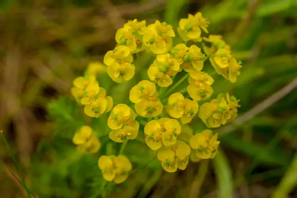 Close Beautiful Yellow Flowers Garden Inflorescence Spurge Euphorbia Blooming May — Stock fotografie