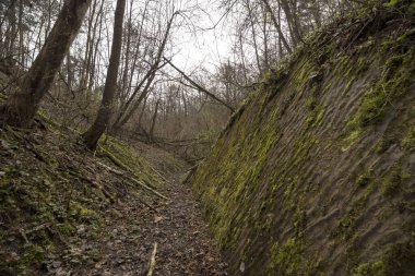Ormanda patikası olan güzel bir manzara. Küçük bir vadi, sağda korunmasız bir kaya - eski denizin taşlaşmış tabanı. Gri bulutlu gökyüzüne karşı ilkbahar yapraksız ağaçlar. Öncü bitkiler kayalarda yeşilleniyor. .  