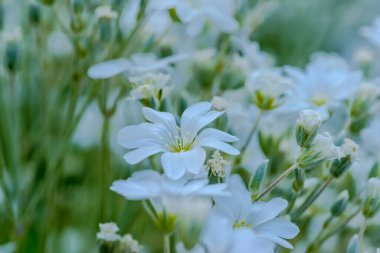 Bahçede beyaz çiçekler. Mayısta ilkbaharda çiçek tarhında beyaz çiçekler. Kırsaldaki bir çiçek tarlasında açan küçük beyaz çiçekler. .  