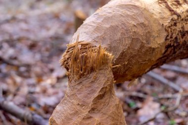 A tree in the forest. The tree was gnawed and felled by beavers. Traces of beaver teeth on the trunk of a felled tree. Picturesque splinters from a broken section of a tree trunk .   clipart