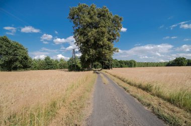 Arka planda ağaçlar ve mavi gökyüzü olan bir tarladan geçen kırsal yol. Olgunlaşan tahıllarla dolu tarlalardan geçen bir orman (Czarna Glina) yolu. Beyaz bulutlu mavi gökyüzünün altında kırsal ve orman bölgesinde bir Temmuz öğleden sonra. 