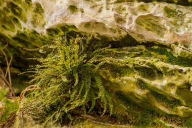 A beautiful shot of moss growing in the forest.A fern with small leaves growing on volcanic rock. In a crevice in a rock of volcanic origin (!?), a pioneering fern grew to tolerate the harsh conditions of such a habitat.   clipart