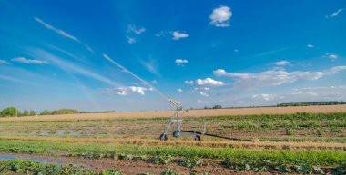 Irrigation system of the fields of pumpkin. Watering a field, with young pumpkin seedlings, against a blue sky background. Summer afternoon with a clear sky. Field cultivation watered by a sprinkler near Ostrowiec.   clipart