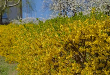 Mavi gökyüzünün altında sarı çiçekli çalı çalıları. Çiçekli meyve ağaçları eşliğinde mavi bir gökyüzünün altında, evin yakınındaki süslü çalıların bahar çiçekleri..  