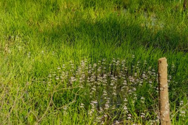 Sulak alanlarda bahar - su çiçekleri. Bir Mayıs öğleden sonra sulak alanlarda çiçek açan küçük beyaz su bitkileri..  