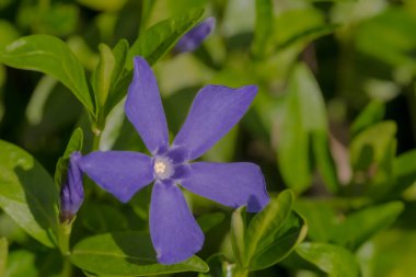 Bahçedeki güzel çiçekler. Mor bahar çiçeği, yıldız şeklinde. Şehirdeki bir çiçek tarlasında açan minik çiçekler..  