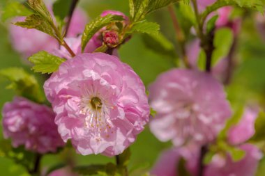 Yeşil ağaçların arka planında pembe çiçek.