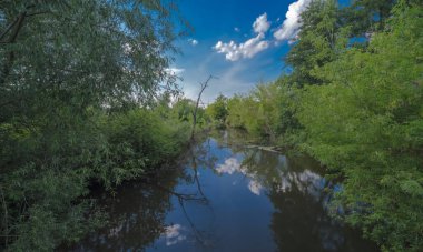 Nehir ve ağacı olan güzel bir manzara. Mavi gökyüzünün altında, yemyeşil bir ırmak... Kamienna Nehri sık ormanların içinden akıyor, Swietokrzyskie 'nin gerçek bir ormanı. .  