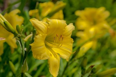 Bahçedeki sarı zambak, manzarayı kapat. Sarı bir çiçek (Middendorff 'un güpegündüz) parktaki bir çiçek tarhında güzel bir şekilde çiçek açtı. Parkta küçük bir çiçek bahçesi. Güzel açan sarı çiçekler - Middendorff 'un zambakları - bir çiçek tarhında. 
