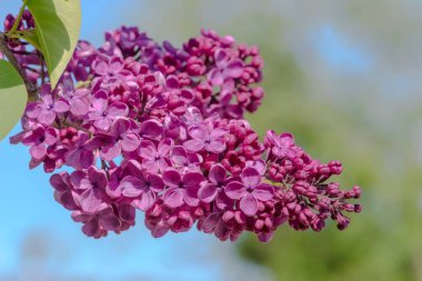 Mavi gökyüzünün arka planında çiçek açan mor bir leylak dalı. Taze açmış mor Mayıs leylağı. Yoğun mor renkte çok sayıda küçük çiçekle büyük, etli, eflatun bir cilt..  