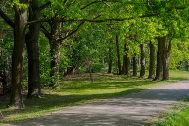 Baharda ağaçlarla kaplı güzel bir sokak. Baharda parkta meşe yolu. Canlı yeşil yapraklar ve bitkisel bitkiler bir şehir parkındaki parlak güneş ışınlarında. Şehir vahasının ortasında güzel bir meşe bulvarı. . 