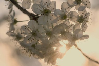 Güzel çiçekler, çiçek konsepti. Batan güneşin ışığında kiraz çiçekleri açar. Batan güneşin ışınları beyaz kiraz çiçeklerinin arasından bir bahar öğleden sonrasında parlıyor.. 
