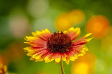 Güzel çiçekler, çiçek konsepti. Bir çiçek - echinacea (? - Baharda şehir bahçesinde çiçek açtı. Şehir parkındaki bir çiçek tarlasında açan güzel çiçekler.. 