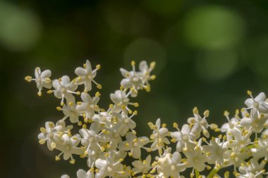 Bahçedeki beyaz çiçek. Bahar günü beyaz çiçek açan siyah mürver. Sağlık yararları olan bir şifalı bitkinin çiçekleri. Şehirde ilkbahar . 