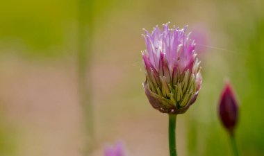 Beautiful flowers, floral concept background. Blooming chives in the garden in spring. Spring in the garden, a rarely seen purple inflorescence of a vegetable plant - chives.   clipart