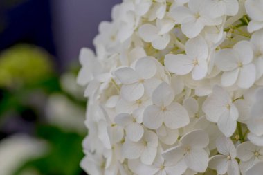 İlkbaharda açan beyaz ortanca çiçeği sabah bahçede. Küresel şişkinliğe sahip beyaz çiçekli ortanca. Çiçekler açarlar şehir bahçesinde yazın şafağında öğleden sonra.  