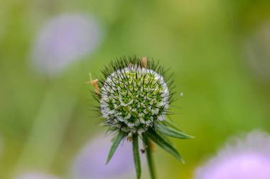 Bahçede büyüyen güzel mor çiçekler. Küresel ve dikenli bahçe çiçekleri. Şehir bahçesi, yataklarda süs bitkileri. Bahçede çiçekler.