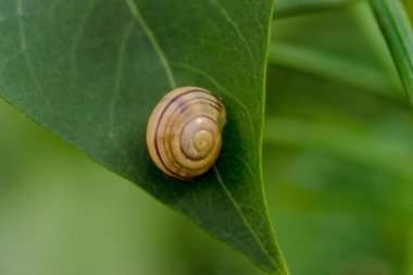 Yaprağın üzerindeki salyangoz, makro. Yeşil bir yaprağın üzerindeki çizgili sarmal kabuktaki çivi. Küçük yumuşakça (salyangoz) sarmal kabuğunda yeşil bir yaprağın üzerinde duruyor. . 