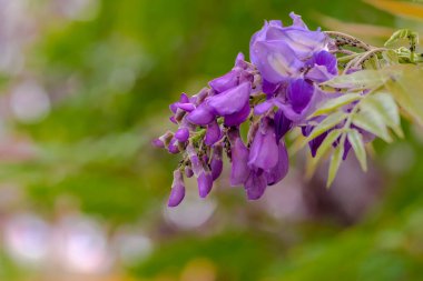 Ağacın mor çiçekleri. Mor çiçekli, yaprak bitkileriyle kaplanmış. Güzel mor çiçekleri olan baklagillerden bir bitki çok sayıda yaprak bitinin saldırısına uğradı - bitki suyu içen böcekler..  