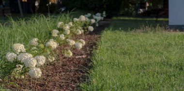 The flower bed with white flowers.Flowerbed with white hydrangea flowers. A long flowerbed planted with white-flowering hydrangeas with spherical inflorescences on a summer afternoon.   clipart