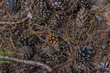 Ormandaki çam ağacı, üst manzara. Bir yaz günü orman zemininde kuru çam kozalakları. Kuru orman zemini - ağaçlardan düşen kuru iğneler, dallar ve çam kozalaklarından oluşan çöpler..  