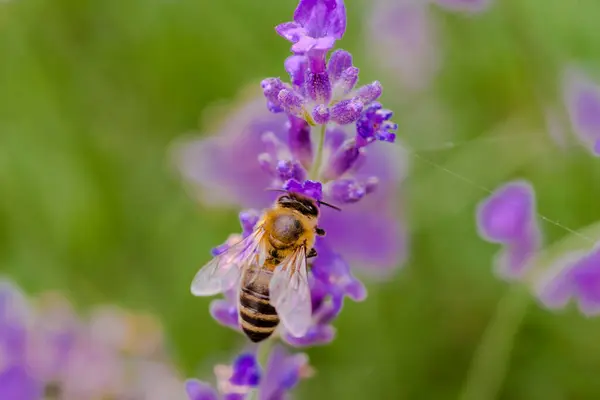 stock image Bee on lavender flower.A bee on a Siberian lavender flower on a summer day in the garden. A 