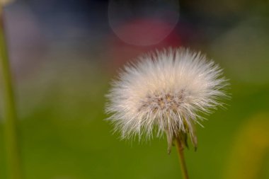Karahindiba çiçeği yaklaş. Tüylü tohumları rüzgarla dağılmış bir çiçek (ama karahindiba değil). Yumuşak tohumlu (meyveli) bir yabani bitki çiçeğinin 