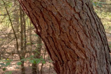 Çam ağacının kabuğunun dokusu. Bir yaz öğleden sonra ormanda büyüyen bir çam ağacının kalın gövdesi. Güneşli bir yaz öğleden sonrasında şehrin çam ormanında yetişen yaşlı bir ağaç..