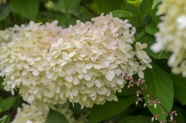 Bahçedeki beyaz ortanca çiçekleri. Bahçedeki tüm güzelliğiyle beyaz bir ortanca çiçeği bulutu açtı. Bir ağustos sabahı evin önündeki çiçeklikte açan güzel çiçekler. .