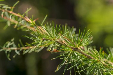 İğneli bir dal. Avrupa tarlakuşu (Larix desidua L.) iğneli canlı yeşil renkli. Ağustosta parkta bir ağaç. Küçük bir şehir parkındaki güzel orman ağacı. Şehirdeki binalar arasında bir vaha ağacı. . 